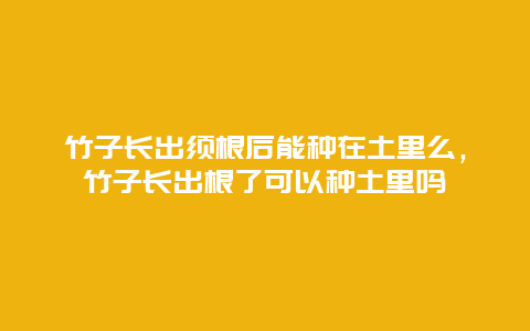 竹子长出须根后能种在土里么，竹子长出根了可以种土里吗