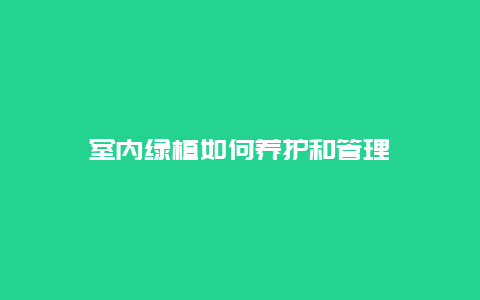 室内绿植如何养护和管理