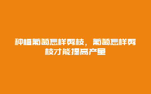 种植葡萄怎样剪枝，葡萄怎样剪枝才能提高产量