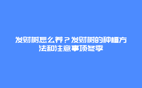 发财树怎么养？发财树的种植方法和注意事项冬季