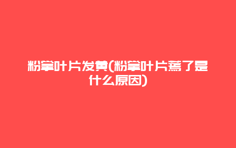 粉掌叶片发黄(粉掌叶片蔫了是什么原因)