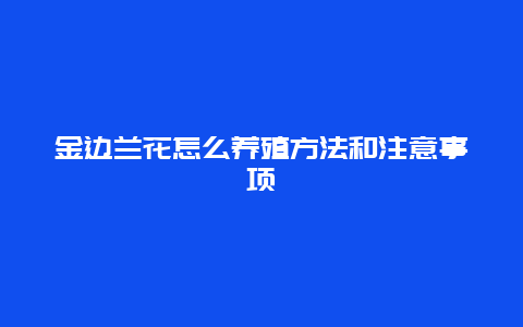 金边兰花怎么养殖方法和注意事项