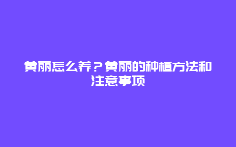 黄丽怎么养？黄丽的种植方法和注意事项