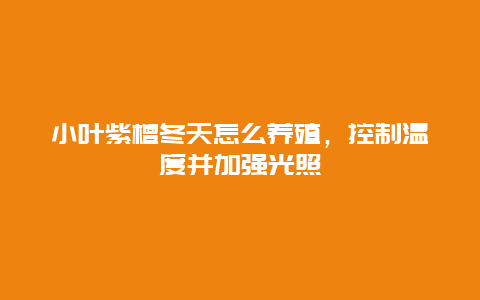 小叶紫檀冬天怎么养殖，控制温度并加强光照