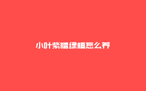 小叶紫檀绿植怎么养