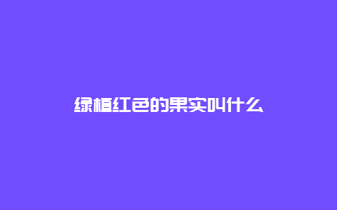 绿植红色的果实叫什么