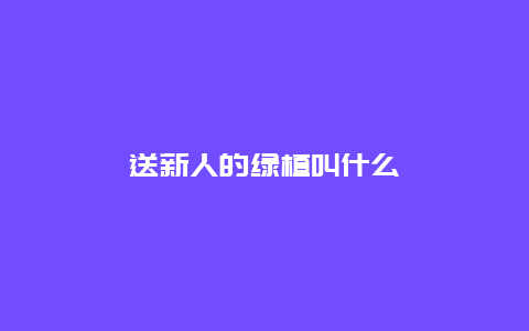 送新人的绿植叫什么