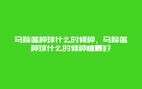 马蹄莲种球什么时候种，马蹄莲种球什么时候种植最好