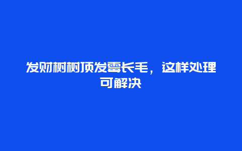 发财树树顶发霉长毛，这样处理可解决