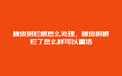 橡皮树烂根怎么处理，橡皮树根烂了怎么样可以重活