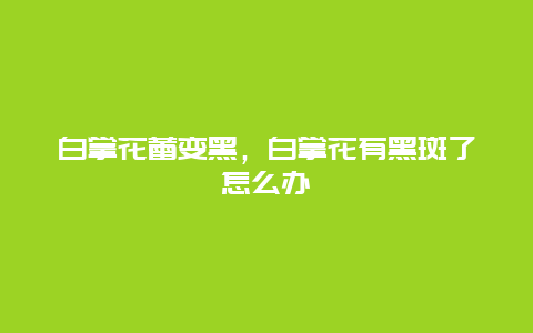 白掌花蕾变黑，白掌花有黑斑了怎么办