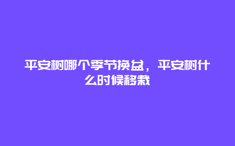 平安树哪个季节换盆，平安树什么时候移栽