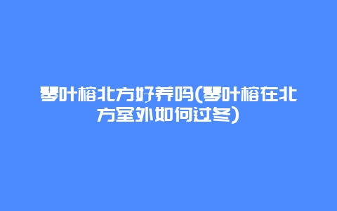 琴叶榕北方好养吗(琴叶榕在北方室外如何过冬)