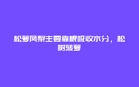 松萝凤梨主要靠根吸收水分，松树菠萝