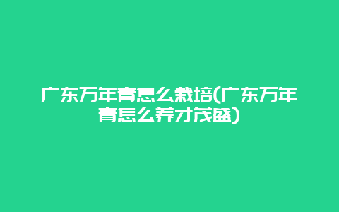 广东万年青怎么栽培(广东万年青怎么养才茂盛)