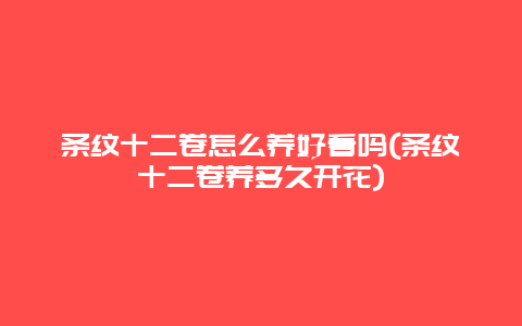 条纹十二卷怎么养好看吗(条纹十二卷养多久开花)