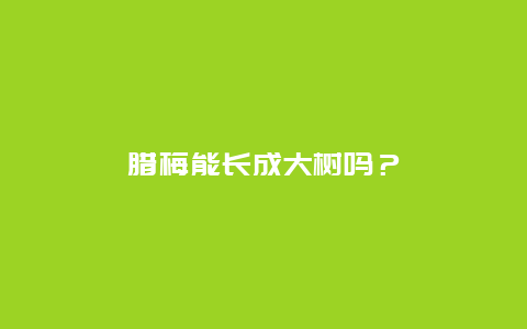 腊梅能长成大树吗？