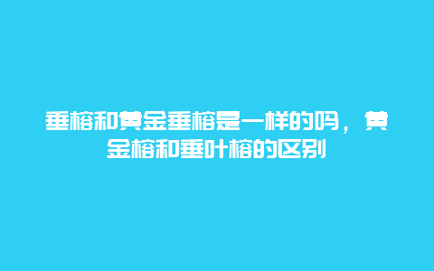 垂榕和黄金垂榕是一样的吗，黄金榕和垂叶榕的区别