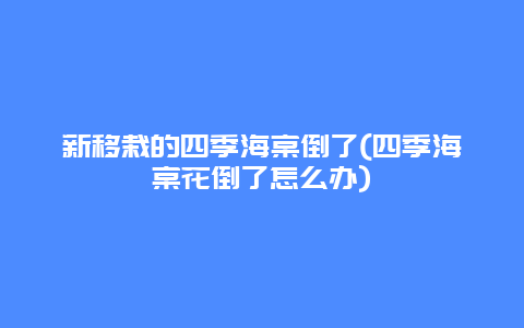 新移栽的四季海棠倒了(四季海棠花倒了怎么办)