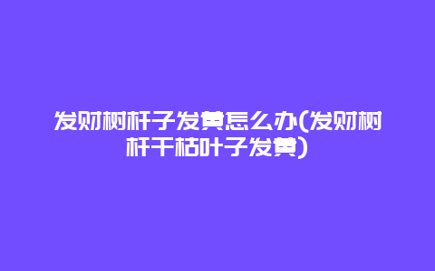 发财树杆子发黄怎么办(发财树杆干枯叶子发黄)