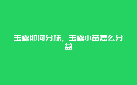 玉露如何分株，玉露小苗怎么分盆