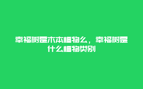 幸福树是木本植物么，幸福树是什么植物类别