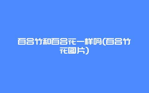 百合竹和百合花一样吗(百合竹花图片)