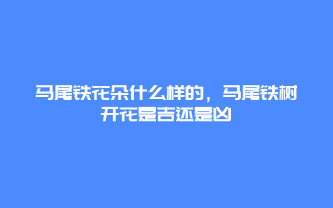 马尾铁花朵什么样的，马尾铁树开花是吉还是凶