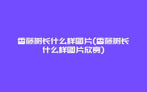 香藤树长什么样图片(香藤树长什么样图片欣赏)