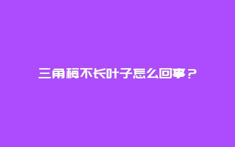 三角梅不长叶子怎么回事？