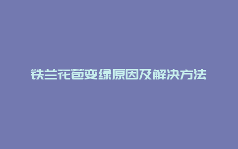 铁兰花苞变绿原因及解决方法