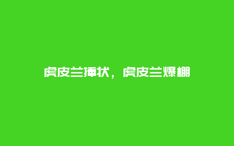 虎皮兰捧状，虎皮兰爆棚