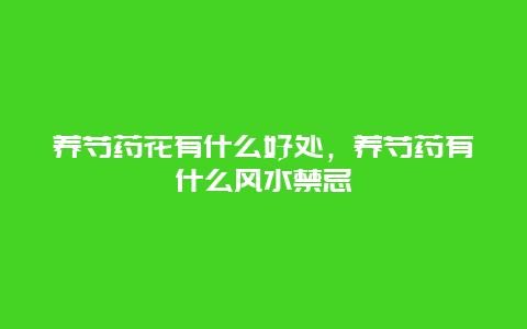 养芍药花有什么好处，养芍药有什么风水禁忌