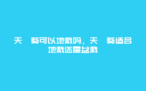 天竺葵可以地栽吗，天竺葵适合地栽还是盆栽