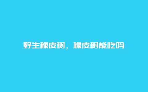 野生橡皮树，橡皮树能吃吗