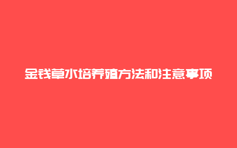 金钱草水培养殖方法和注意事项