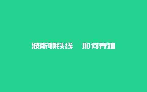 波斯顿铁线蕨如何养殖