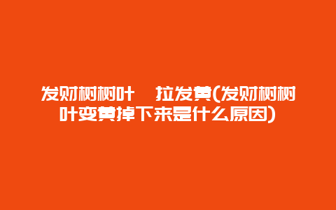 发财树树叶耷拉发黄(发财树树叶变黄掉下来是什么原因)