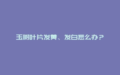 玉树叶片发黄、发白怎么办？