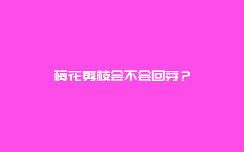 梅花剪枝会不会回芽？