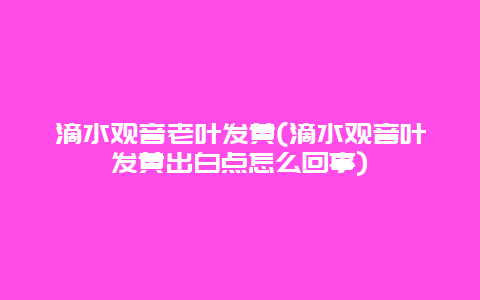 滴水观音老叶发黄(滴水观音叶发黄出白点怎么回事)