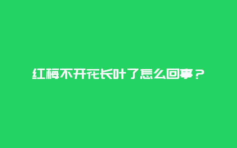 红梅不开花长叶了怎么回事？