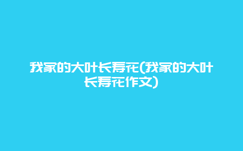 我家的大叶长寿花(我家的大叶长寿花作文)