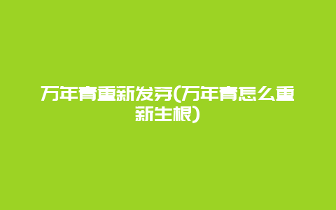 万年青重新发芽(万年青怎么重新生根)