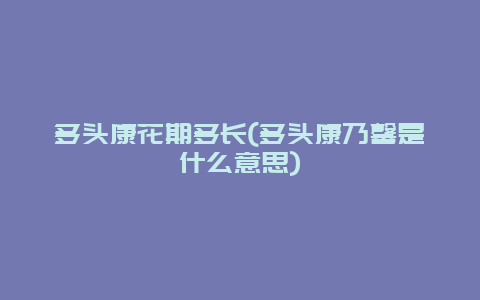 多头康花期多长(多头康乃馨是什么意思)