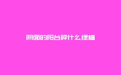 阴面的阳台种什么绿植