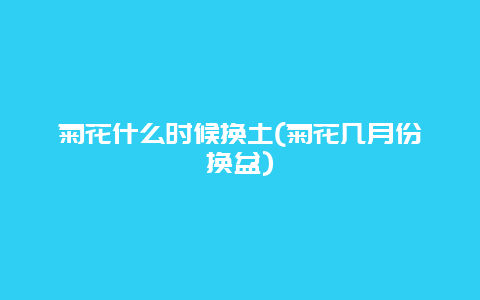 菊花什么时候换土(菊花几月份换盆)