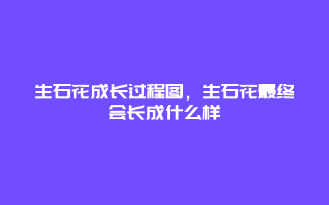 生石花成长过程图，生石花最终会长成什么样