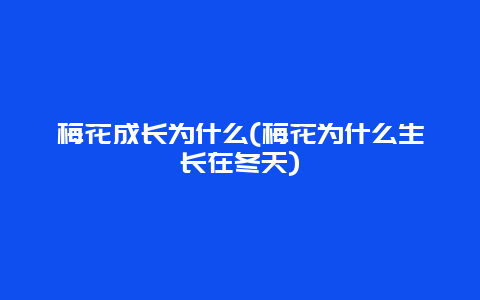 梅花成长为什么(梅花为什么生长在冬天)