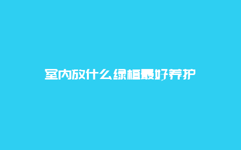 室内放什么绿植最好养护